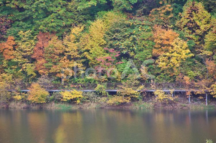 北海道の美しい紅葉 きれい,もみじ,イエローの写真素材