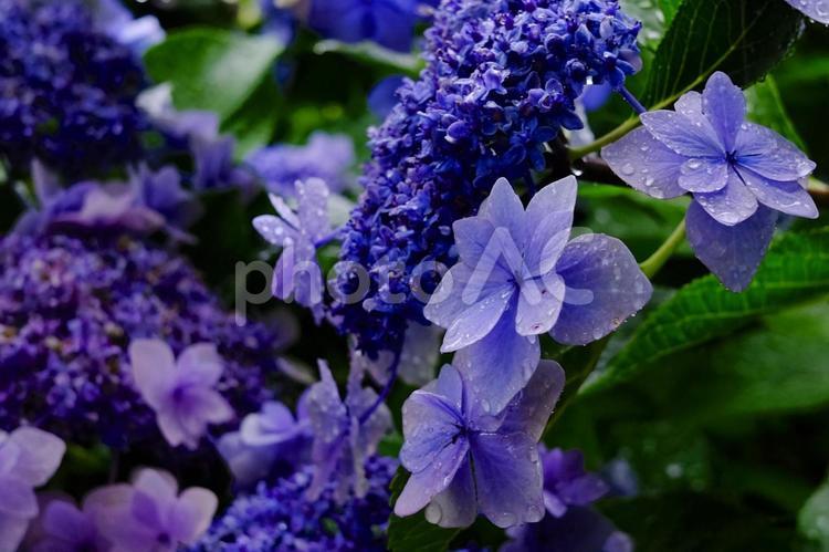 雨に濡れた紫陽花（アジサイ）の花 アジサイ,水滴,紫陽花の写真素材