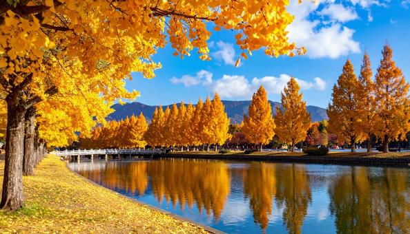 紅葉の風景 紅葉の風景の写真