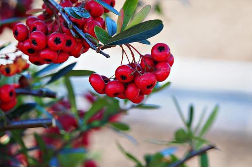 トキワサンザシの赤い実 トキワサンザシ,ピラカンサ,実の写真素材
