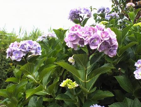 薄紫色の可愛い紫陽花の花 薄紫色の可愛い紫陽花の花の写真
