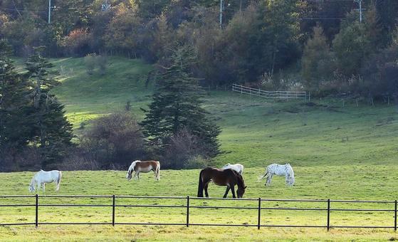 牧場　馬 山,山脈,木の写真素材