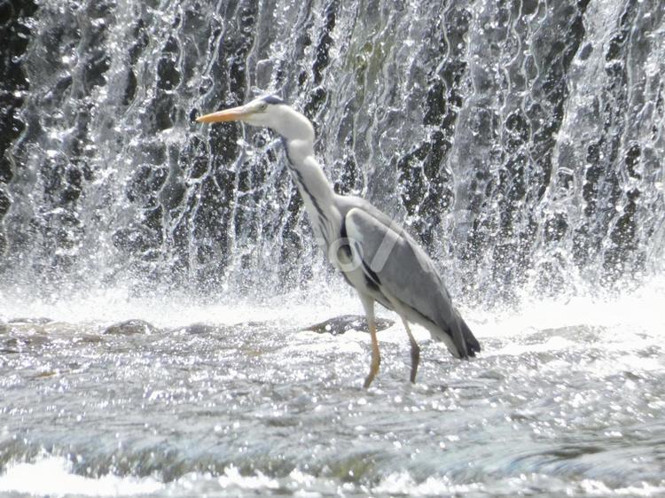 魚を呑み込んだアオサギ 鳥,野鳥,アオサギの写真素材