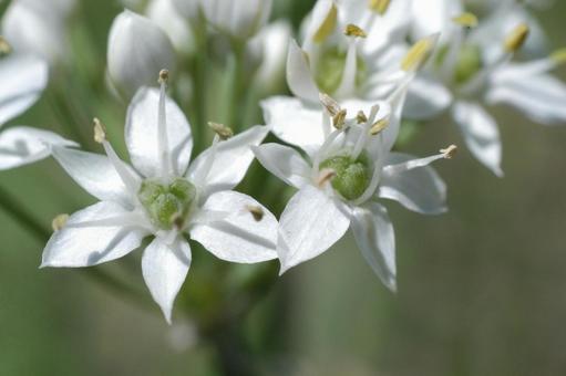 ニラの花の写真