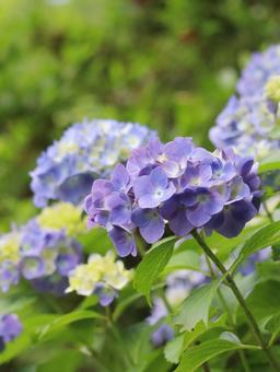 Hydrangea, JPG Hydrangea, JPG