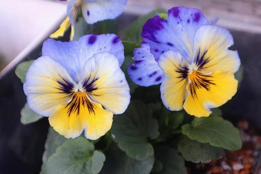 寒さに負けない ビオラ,花,flowerの写真素材