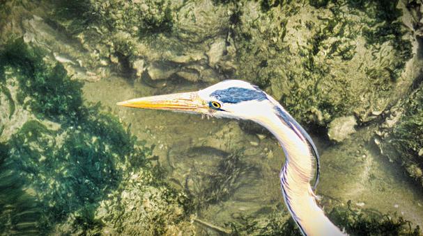 鳥 鳥の写真