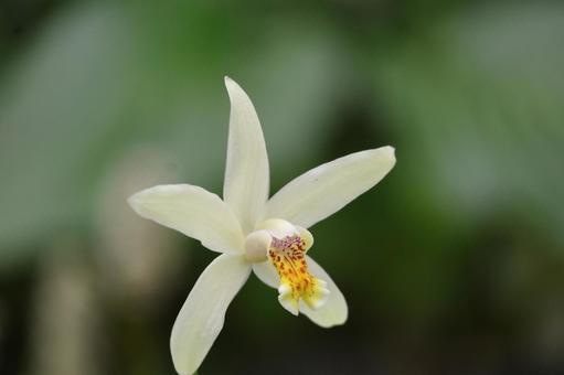 薄い黄色のブレティラオクラケラの花 薄い黄色のブレティラオクラケラの花の写真