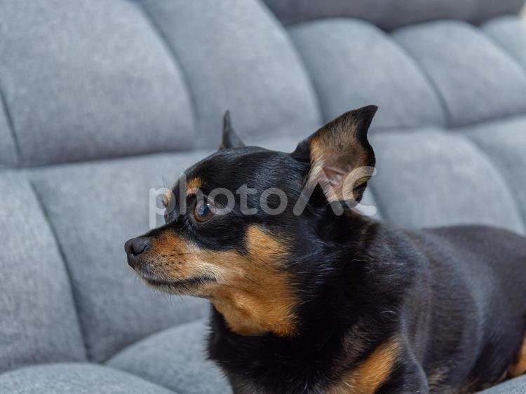 ソファで寝る犬のアップ 犬,わんこ,ペットの写真素材