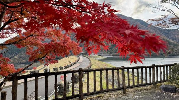 紅葉7 紅葉,秋,色付きの写真素材