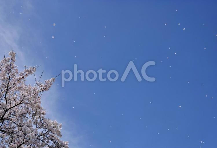 晴れた日の春風に舞う桜の花びら 風景,桜,チェリーブラッサムの写真素材