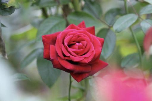 ローズガーデン　美しい赤いバラ一輪 薔薇,赤,一輪の写真素材