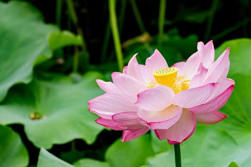 Lotus, JPG Lotus, JPG