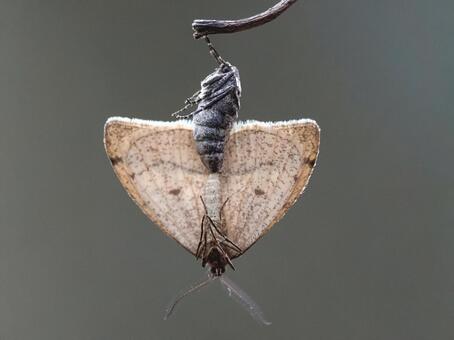 フユエダシャクの交尾 フユエダシャク,クロスジフユエダシャク,蛾の写真素材