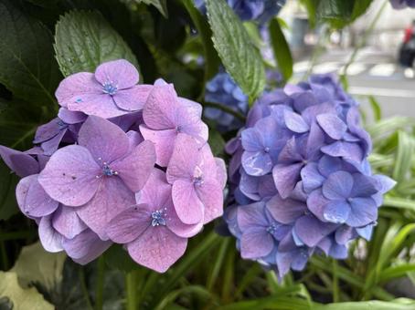紫陽花-アジサイ 紫陽花-アジサイ 六月,雨,あじさいの写真素材