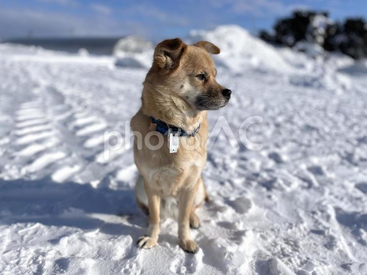 雪の中でたたずむ犬 犬,雪景色,たたずむの写真素材