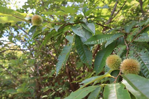 栗 2020年8月(2)の写真