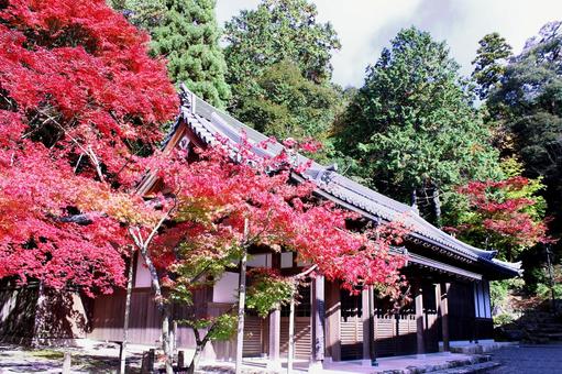 西明寺　紅葉 西明寺,紅葉,滋賀の写真素材