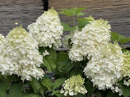 あじさい 花 あじさい 花 あじさい,アナベル,白い花の写真素材