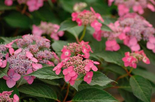 紫陽花 紫陽花の写真