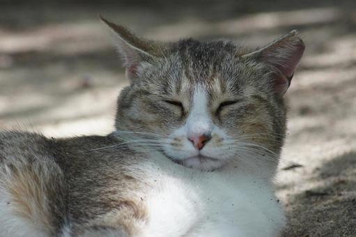 ねこ ねこ にゃんこ,可愛い,野良猫の写真素材