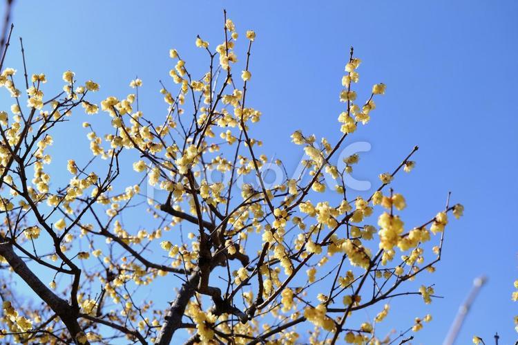 【東京】府中市郷土の森博物館の梅（春） 花,梅,紅梅の写真素材