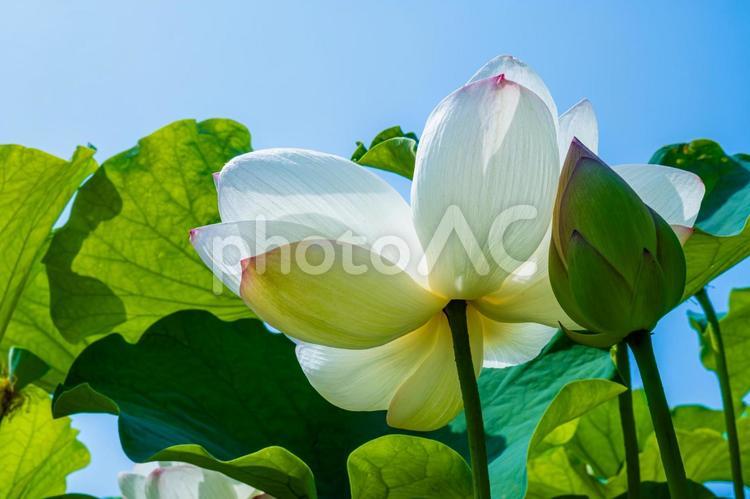 青空と蓮の花と蓮の葉 蓮の花,ピンクの花,蓮の写真素材