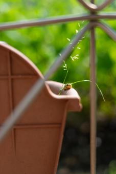 プランターの縁にひょっこりアマガエル カエル,アマガエル,ニホンアマガエルの写真素材