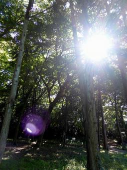 郊外の森林公園に降り注ぐ太陽光 林,森,木の写真素材