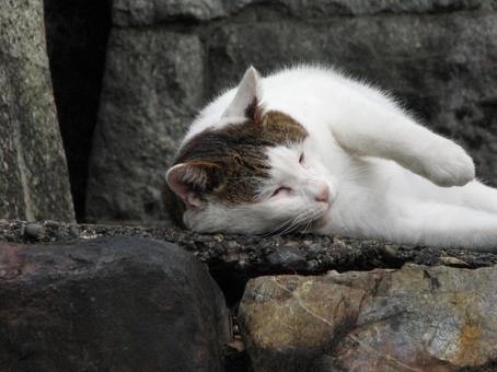 猫 4 20101121 猫 4 20101121 猫,気まま,自由の写真素材