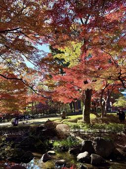 大田黒公園の紅葉 大田黒公園の紅葉 紅葉,もみじ,和風の写真素材