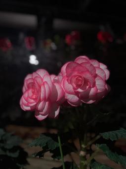 HANA 花,ピンク,夜の写真素材