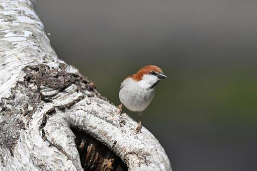 New Year's sparrow, JPG