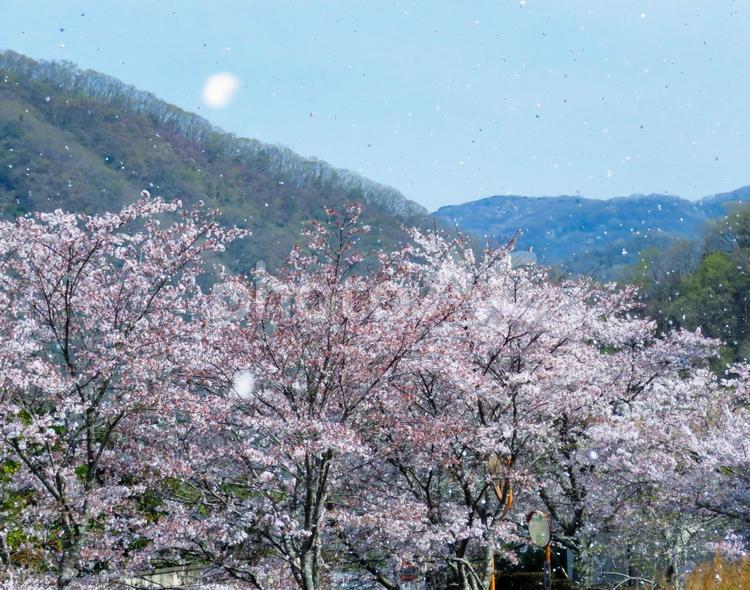 春イメージ〜風に舞い散る桜の花びら 春イメージ,サクラ,さくらの写真素材