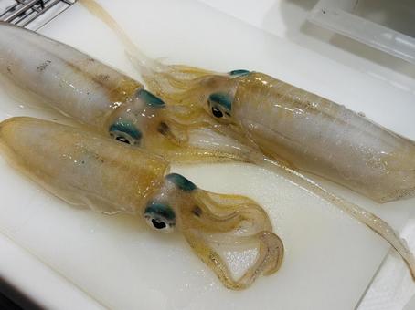 3匹のアオリイカ アオリイカ,エギング,イカの写真素材