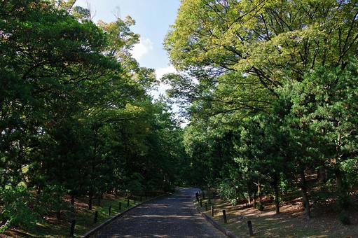 秋の森の散策路 秋の森の散策路 散策路,散歩道,秋の写真素材