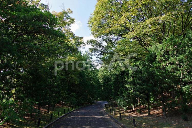 秋の森の散策路 散策路,散歩道,秋の写真素材