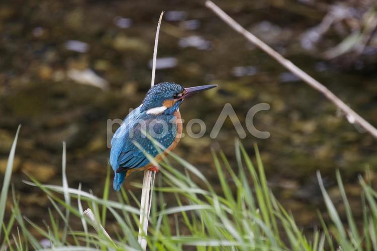 きれいな川とカワセミ 環境,川,カワセミの写真素材
