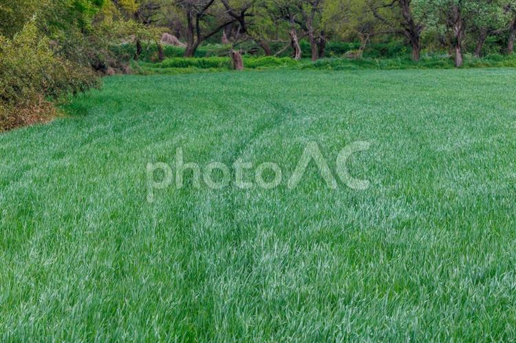 風に揺れる牧草 グリーン,みどり,春の写真素材