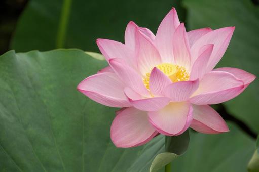 蓮の花アップ 蓮の花アップの写真