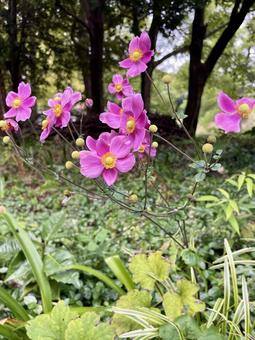 シュウメイギク(秋明菊) 秋,9月,10月の写真素材