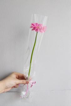 一輪ガーベラ。ピンク お祝い,記念,おしゃれの写真素材