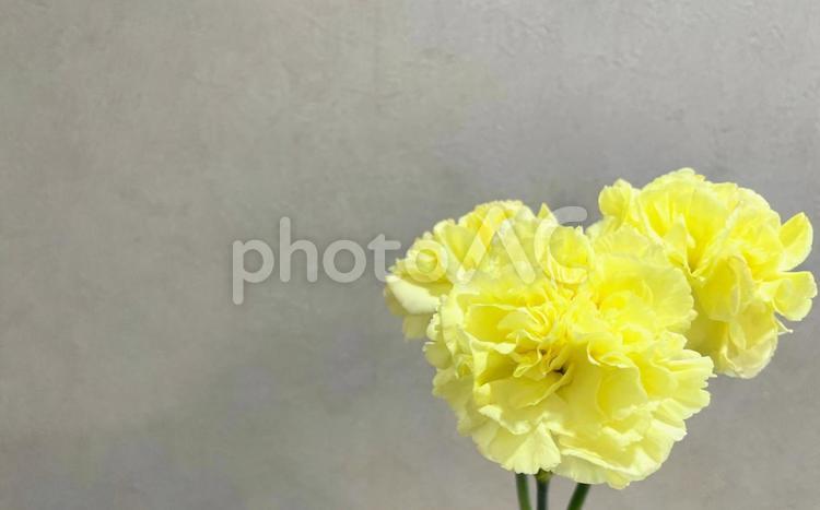 ３本のカーネーションフレーム カーネーション,黄色花,お洒落の写真素材