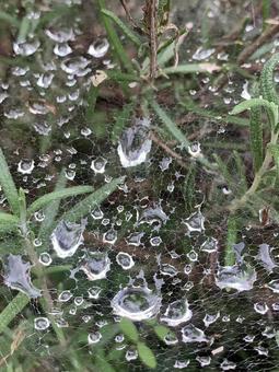 しずく しずく,露,雨の写真素材