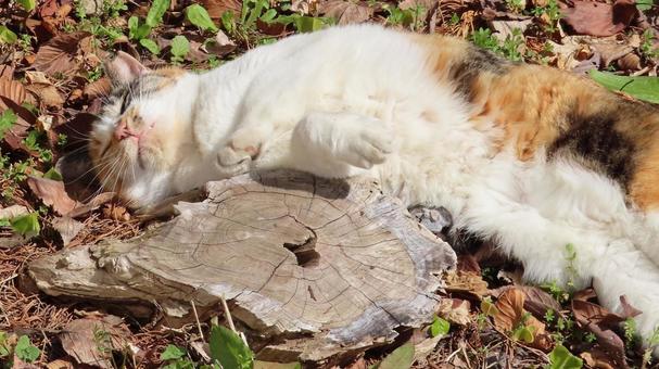 切り株を抱き枕に爆睡中のもふもふな三毛猫 三毛猫,猫,眠り猫の写真素材