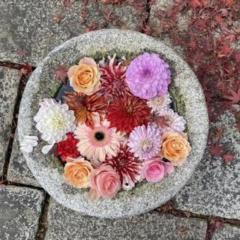 花手水 花手水 花,花手水,自然の写真素材