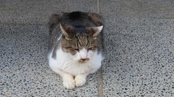 お手々を揃えて寛ぐもふもふで可愛い猫様 猫,キジシロ,腹ばいの写真素材