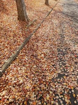 落ち葉 秋,落ち葉,赤いの写真素材