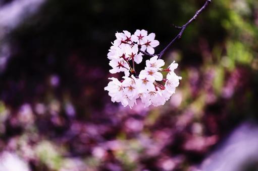 春の訪れと美しい桜の花 花,桜,春の写真素材