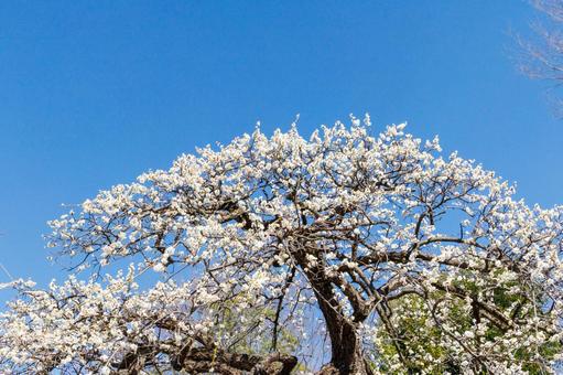 青空に映える満開の白梅 梅,迎春,梅の花の写真素材